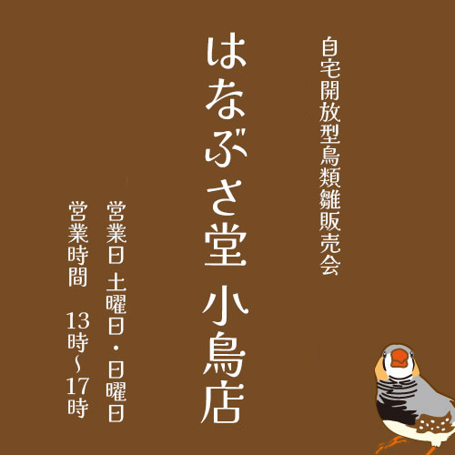 イベントポップ