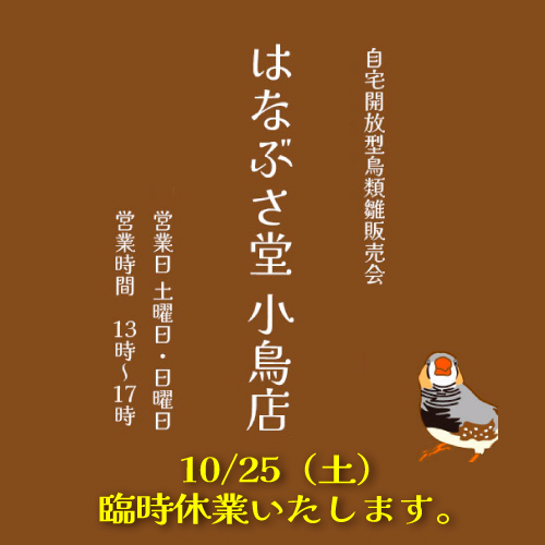 イベントポップ