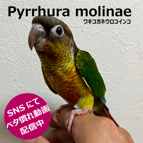 ウロコインコのヒナ