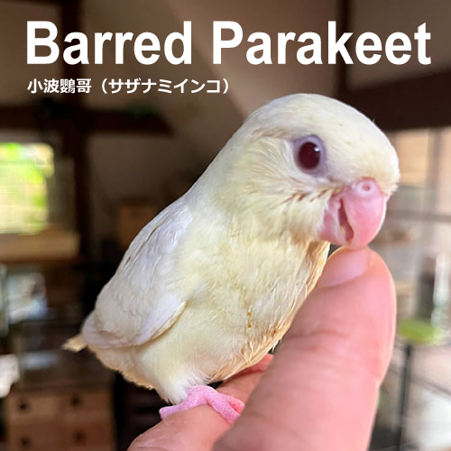 サザナミインコのヒナ
