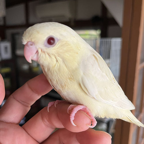 インコのヒナ