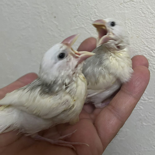 文鳥のヒナ