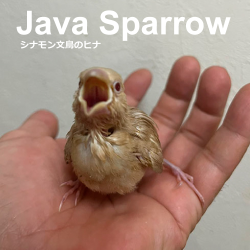 ブンチョウのヒナ