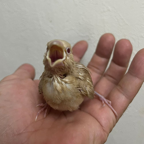 文鳥のヒナ