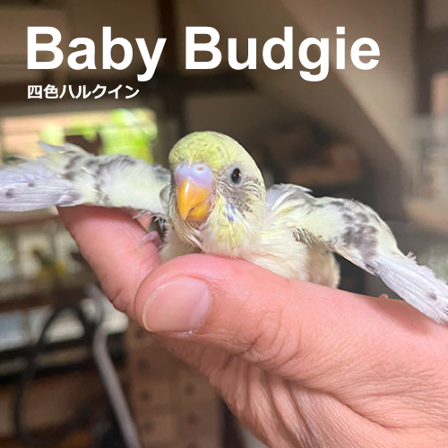 セキセイインコのヒナ