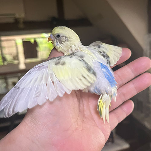 インコのヒナ