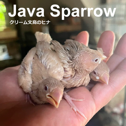 文鳥のヒナ