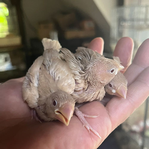 文鳥のヒナ