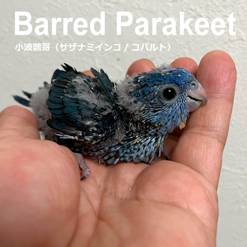 インコのヒナ