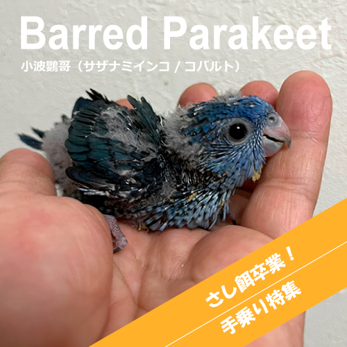 インコのヒナ