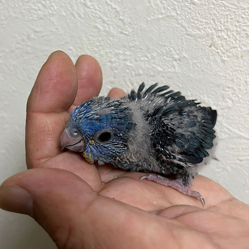 インコのヒナ