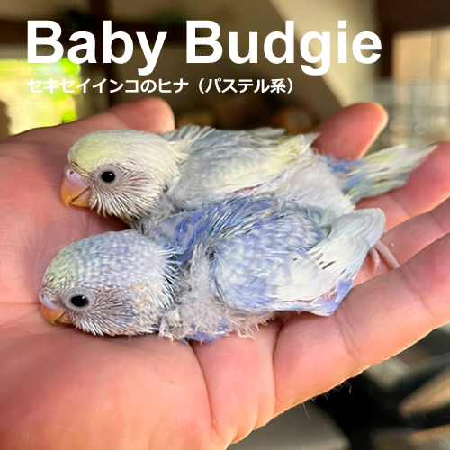インコのヒナ