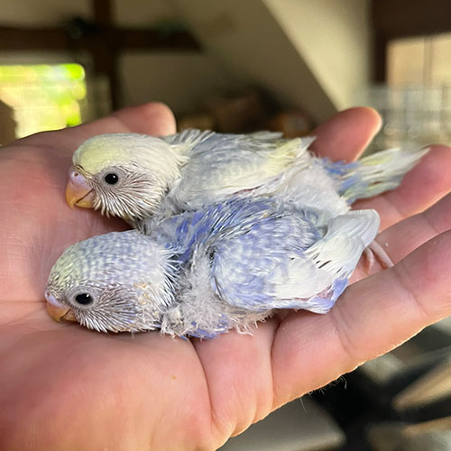 インコのヒナ
