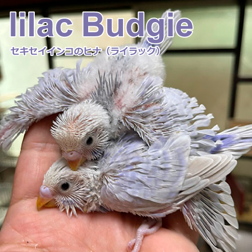 インコのヒナ