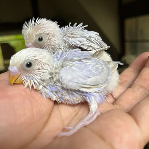 インコのヒナ