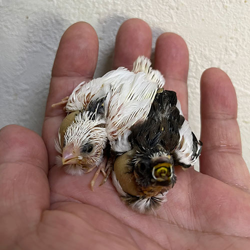 文鳥のヒナ