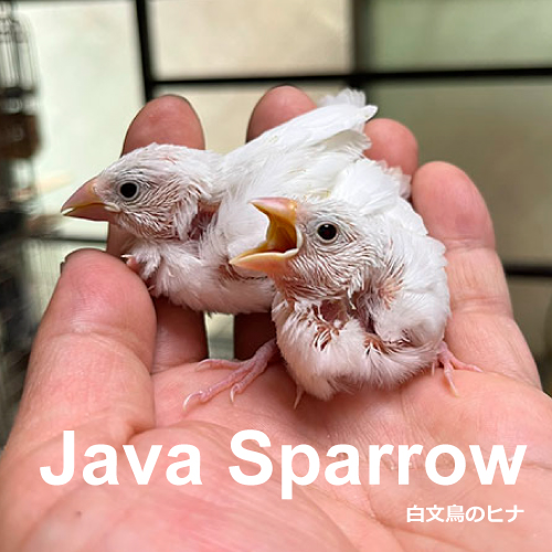 文鳥のヒナ