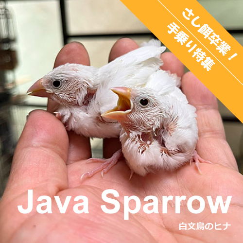 文鳥のヒナ
