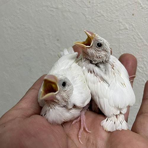 文鳥のヒナ