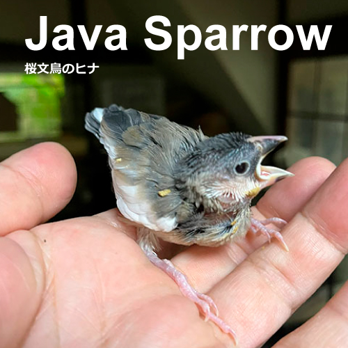 文鳥のヒナ