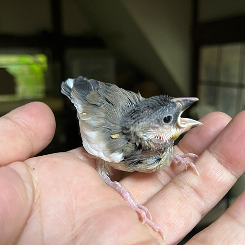 文鳥のヒナ