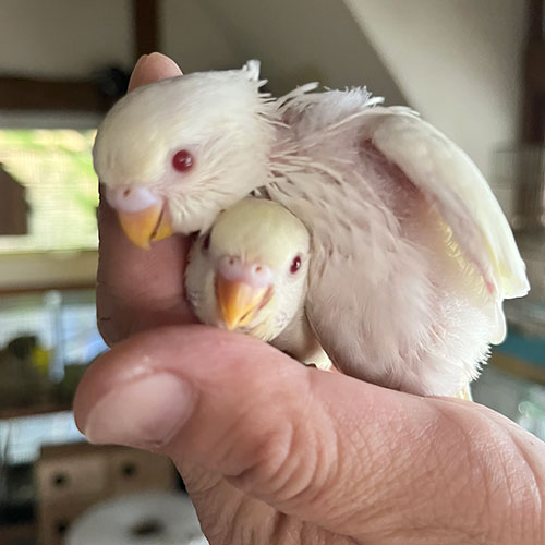 インコのヒナ