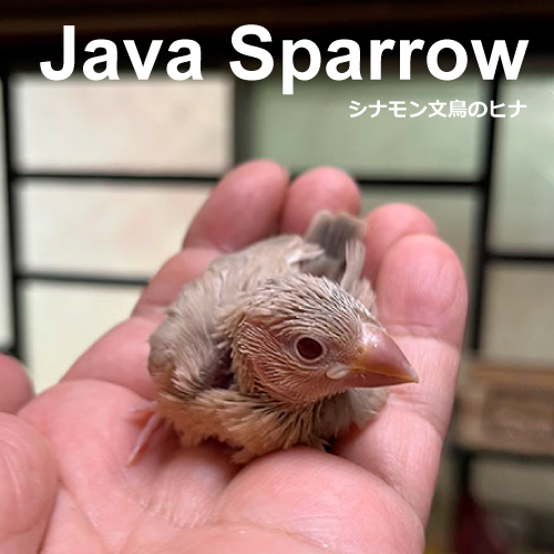 文鳥のヒナ