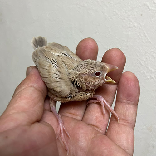 文鳥のヒナ