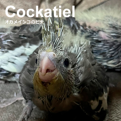 オカメインコのヒナ
