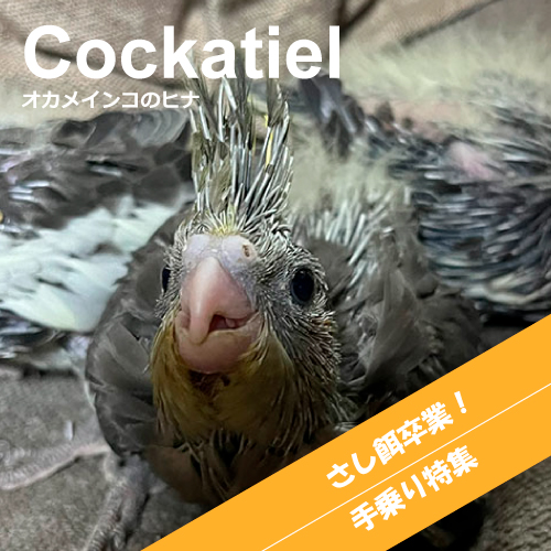 オカメインコのヒナ