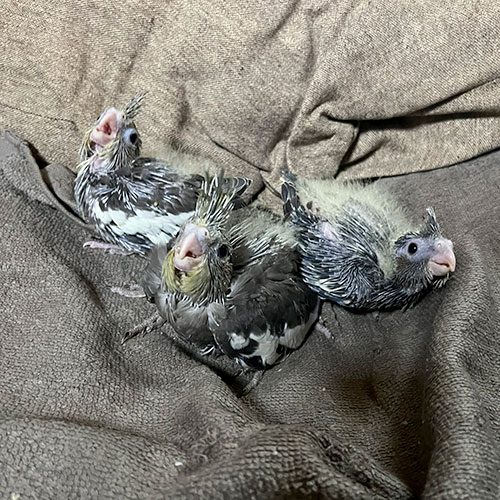 インコのヒナ