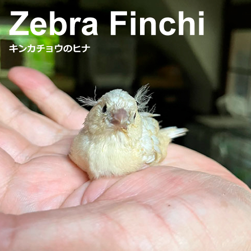 キンカチョウのヒナ