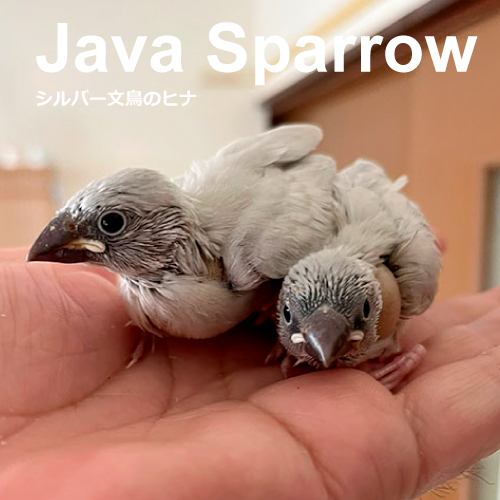 文鳥のヒナ