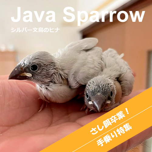 文鳥のヒナ