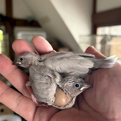 文鳥のヒナ