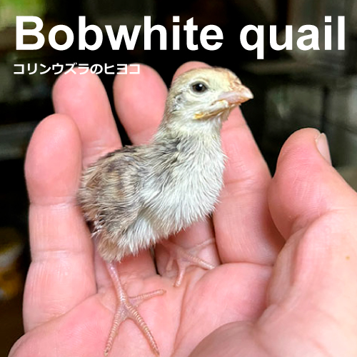 コリンウズラのヒナ