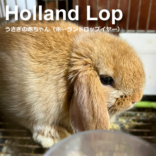ウサギのあかちゃん