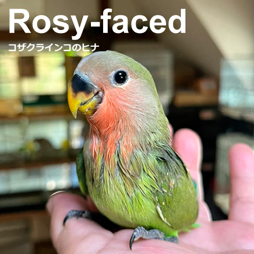 インコのヒナ