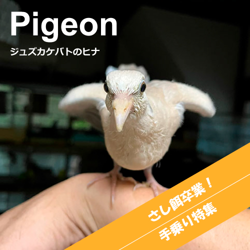 ハトのヒナ