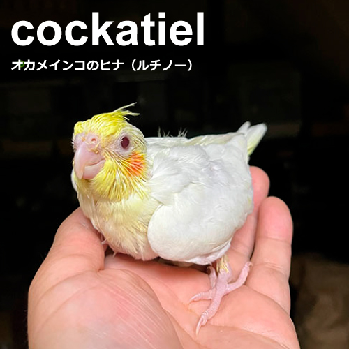 インコのヒナ