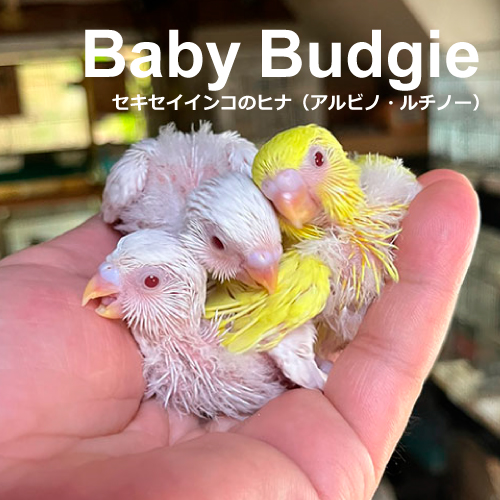 インコのヒナ
