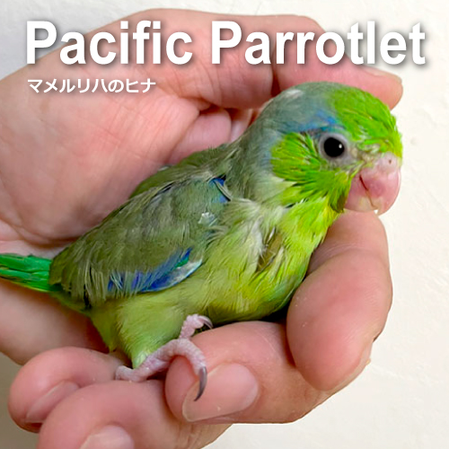 インコのヒナ