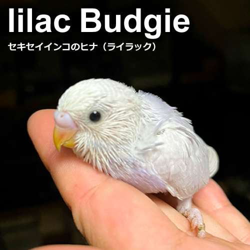 インコのヒナ