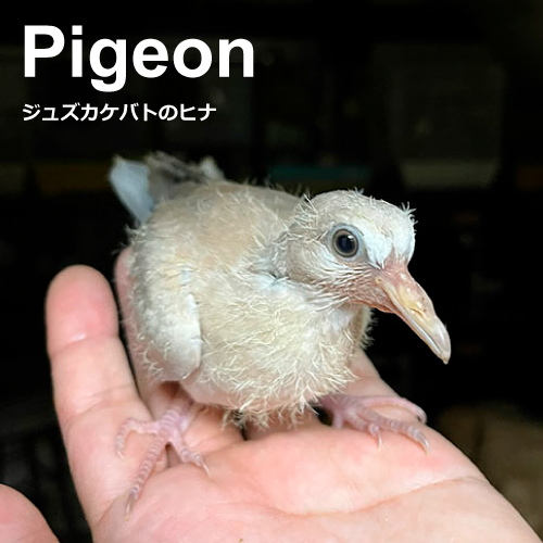 ハトのヒナ