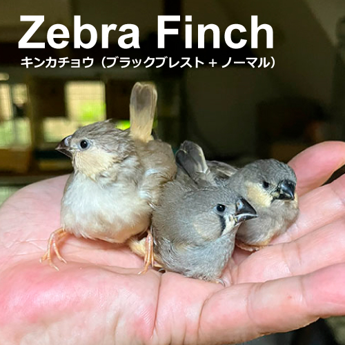 キンカチョウのヒナ