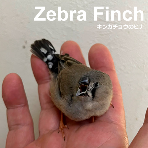 キンカチョウのヒナ