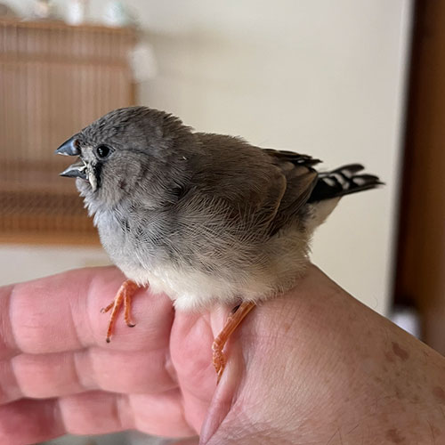 キンカチョウのヒナ