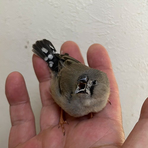 キンカチョウのヒナ