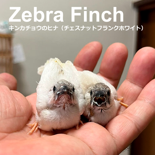 チャボのヒヨコ