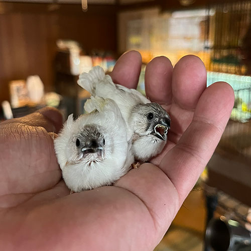 キンカチョウのヒナ